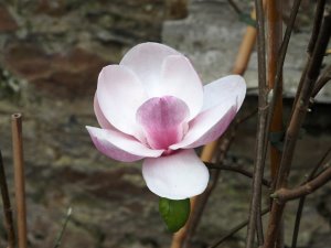 Magnolia ‘Romina’s Pink’
