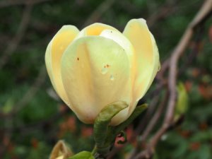 Magnolia ‘Honey Tulip’