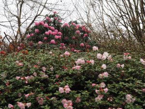 Rhododendron williamsianum x martinianum