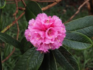 Rhododendron kesangiae