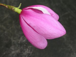 Magnolia ‘Atlas’ x Magnolia sargentiana