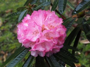 Rhododendron arboreum ‘Peter Schilling’