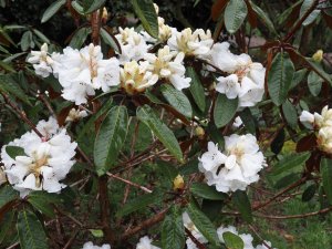 Rhododendron arboreum ‘Sir Charles Lemon’