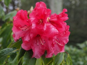 Rhododendron ‘Lady Montaga Group’