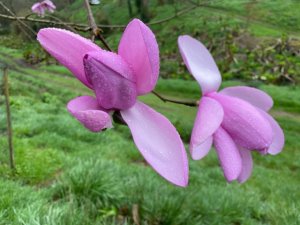 Magnolia ‘Atlas’ x Magnolia sargentiana