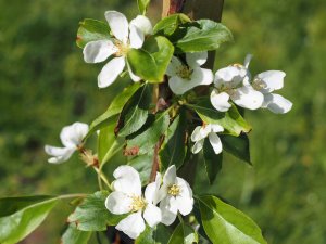 Malus ‘Brandkjaer’