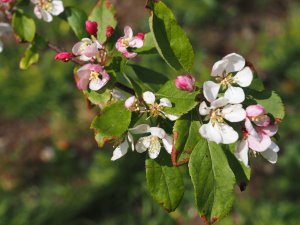 Malus floribunda