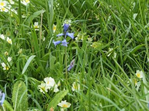 first bluebells