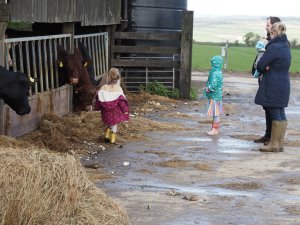 Grandchildren feeding the cattle