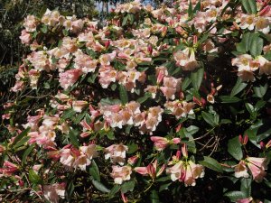 Rhododendron ‘Countess of Haddington’