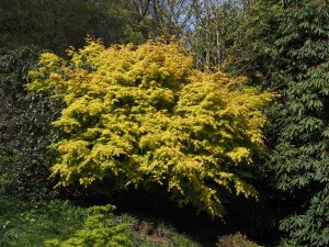 Acer palmatum ‘Orange Dream’