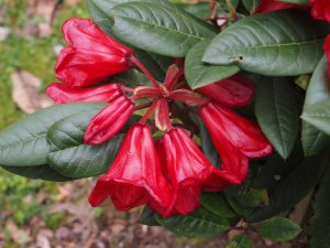 Rhododendron ‘Red Centurian’
