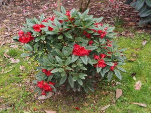 Rhododendron ‘Red Centurian’