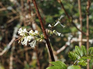 Syringa pinnata