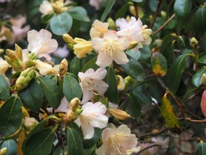 Rhododendron ‘Alison Johnstone’
