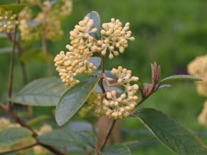 Pomaderris elliptica