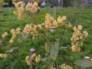 Pomaderris elliptica