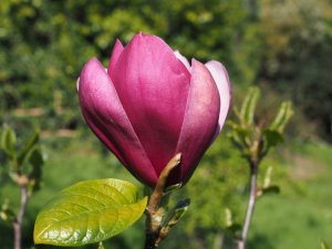 Magnolia ‘Olav Kallenberg’