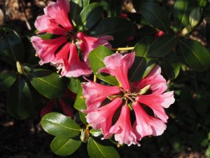 Rhododendron haemaleum var. atrorubum