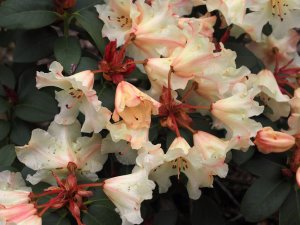 Rhododendron ‘Bow Jingles’