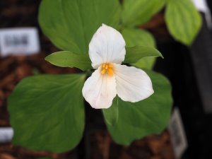 Trillium grandiflorum