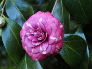 Camellia japonica ‘Dona Herzilia de Freitas Magalhaes’