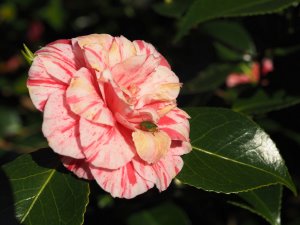 Camellia japonica ‘Comte de Gomer’