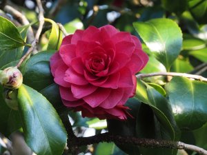Camellia japonica ‘Matt Rubb’