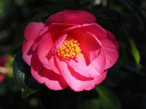 Camellia x williamsii ‘Duchess of Cornwall’