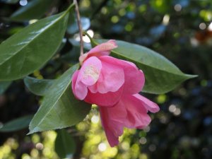 Camellia x reticulata ‘Ethel Hillier’