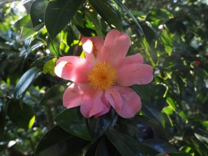Camellia x williamsii ‘Charlotte Petherick’