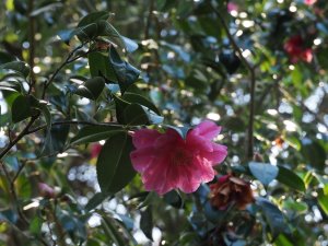 Camellia x williamsii ‘Porthpean’