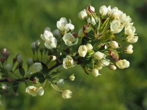 Malus brevipes ‘Wedding Bouquet’