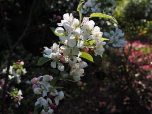 rhododendron boddaertianum hybrid white pink spotted flower bloom