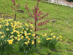 Malus ‘Royalty’ and daffodils