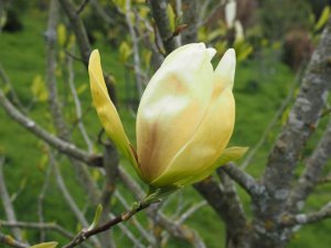 Magnolia ‘Banana Split’