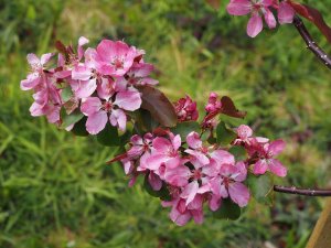 Malus ‘Rudolph’