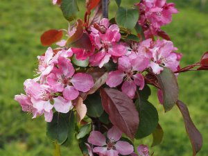 Malus ‘Rudolph’