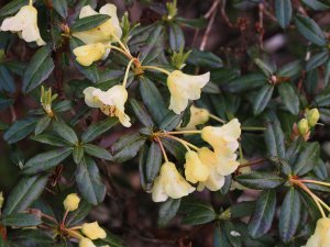 Rhododendron luteiflorum