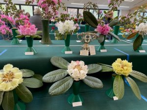 6 different species Rhododendron trusses