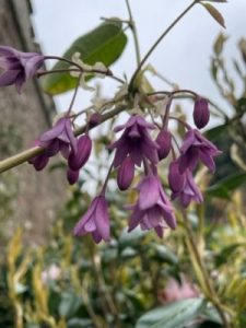 Holboellia latifolia ssp. chartacea