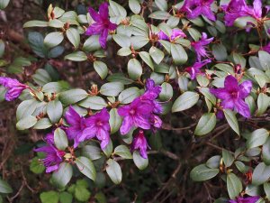 Rhododendron concinnum