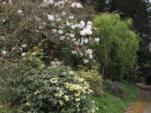 Rhododendron loderi ‘King George’ and Rhododendron burmanicum