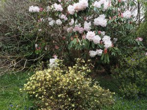 Rhododendron loderi ‘King George’ and Rhododendron ‘Nancor’