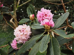 Rhododendron montroseanum