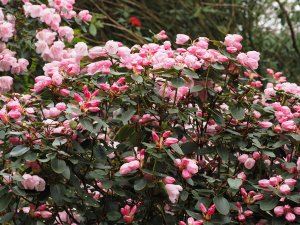 Rhododendron ‘Veryan Bay’