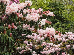 Rhododendron ‘Veryan Bay’ and Rhododendron loderi ‘King George’