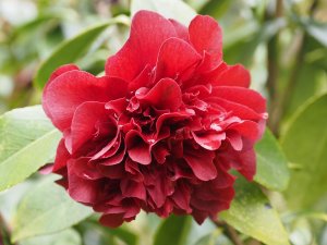 Camellia japonica ‘Midnight Magic’