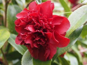 Camellia japonica ‘Midnight Magic’