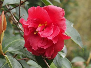 Camellia reticulata ‘William Hertrich’